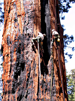 Exploring a fire cave in the trunk of a Sequoiadendron giganteum.