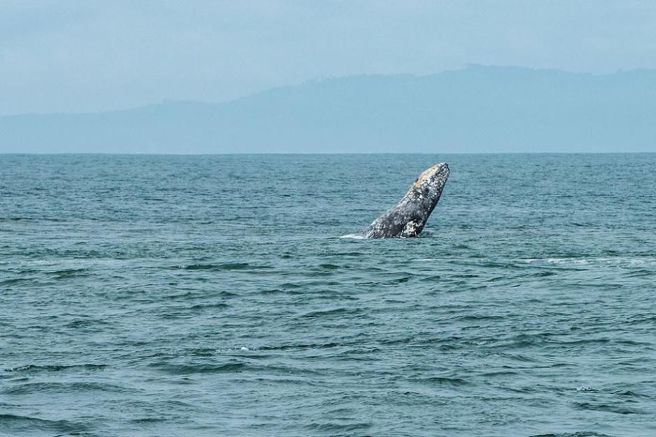 A gray whale breaches from the waters at the mouth of Humboldt Bay.