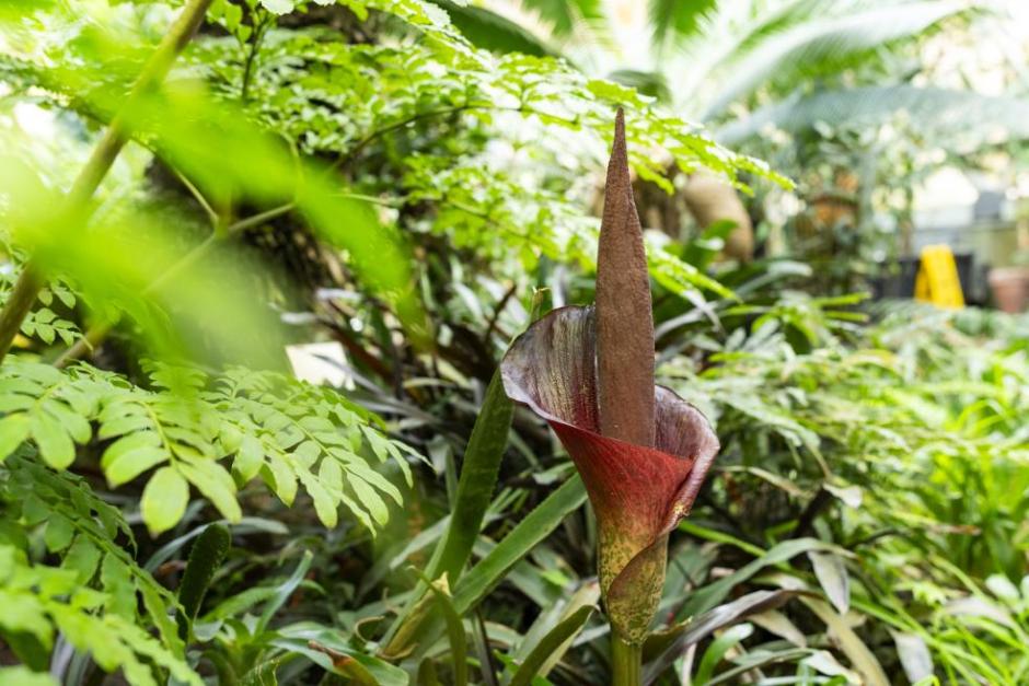 The Amorphophallus konjac, also known as the corpse flower, blooms at Cal Poly Humboldt’s Dennis K. Walker Greenhouse.