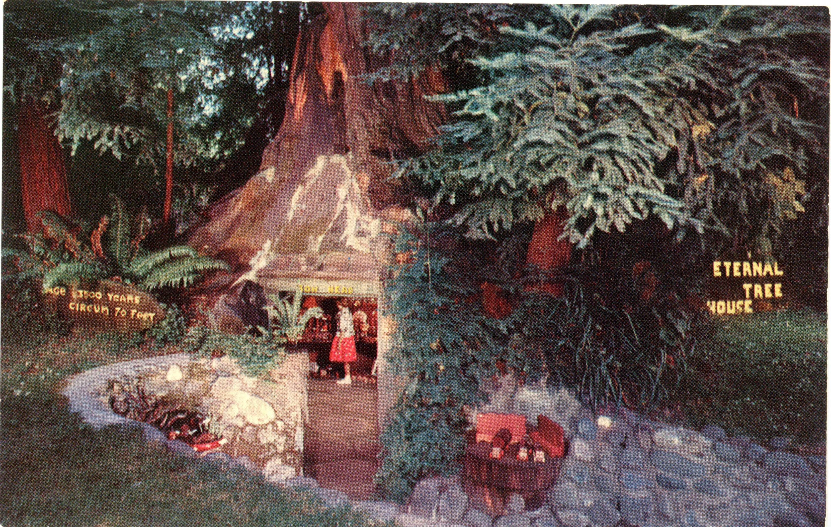 Tim McKay Postcard Collection, Eternal Tree House Color photo of large stump with inside converted into a house with stones lining walkway up to tree