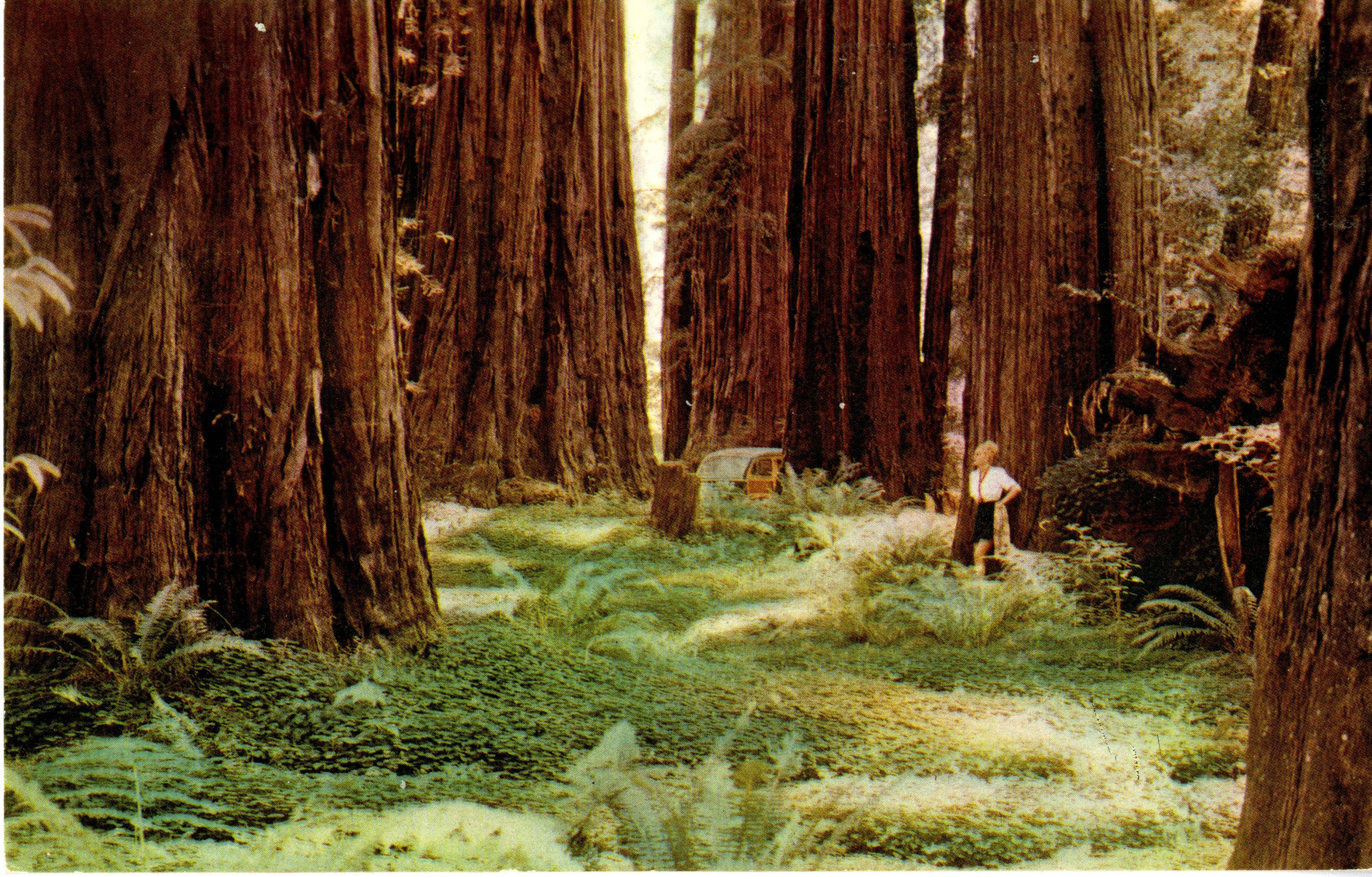 Color phot of woman standing amongst tall Redwood trees and lush green forest bed