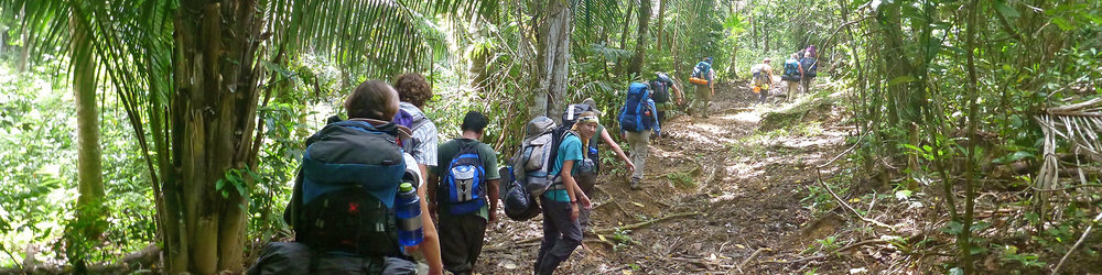 A trail of people hiking through the forest