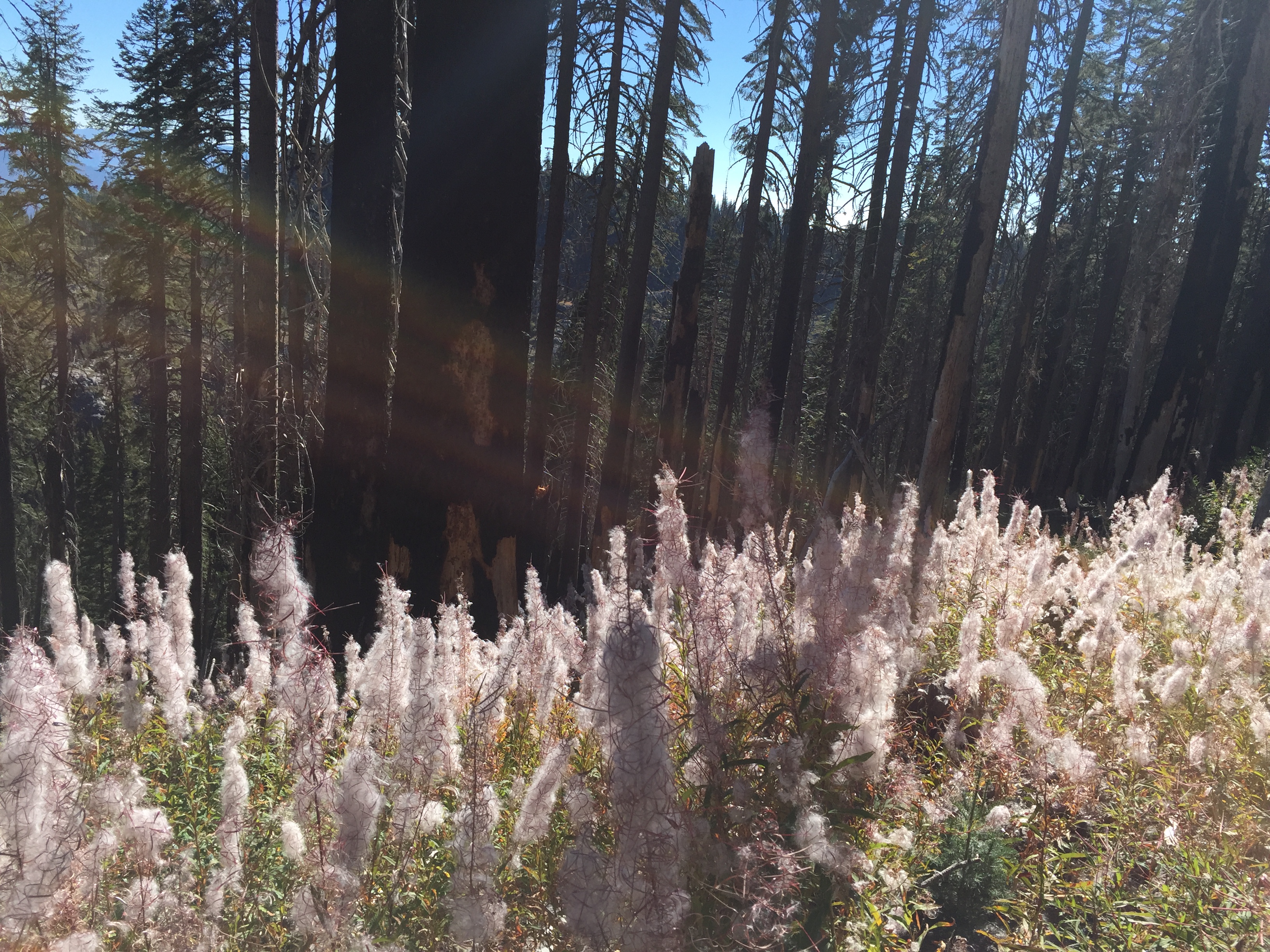Forest with pampass grass
