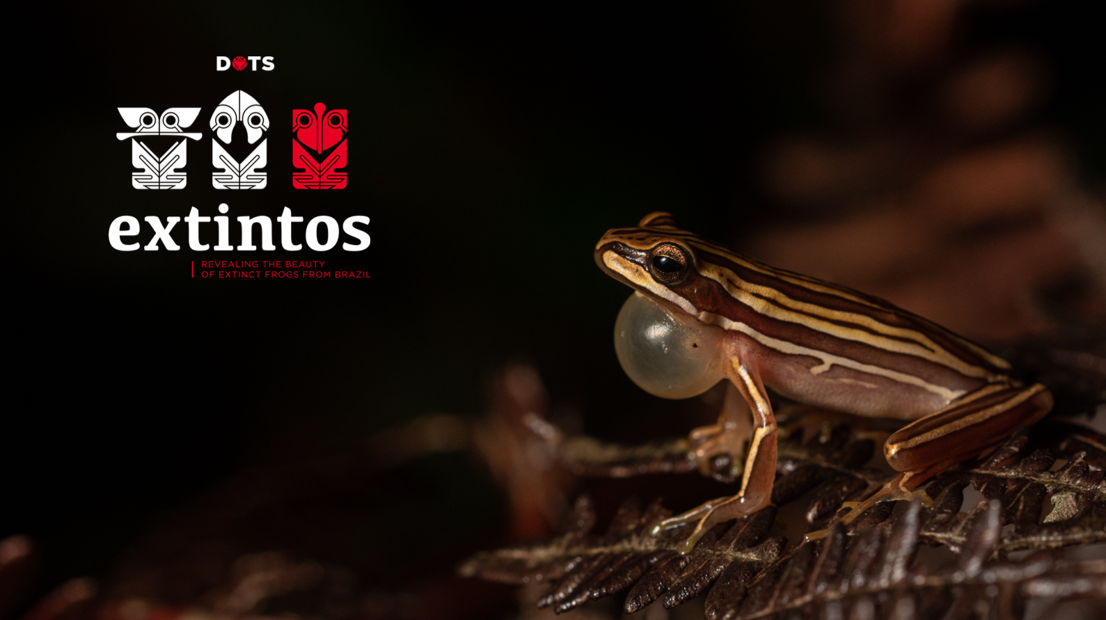 photograph of a frog with DOTS logo for Extintos