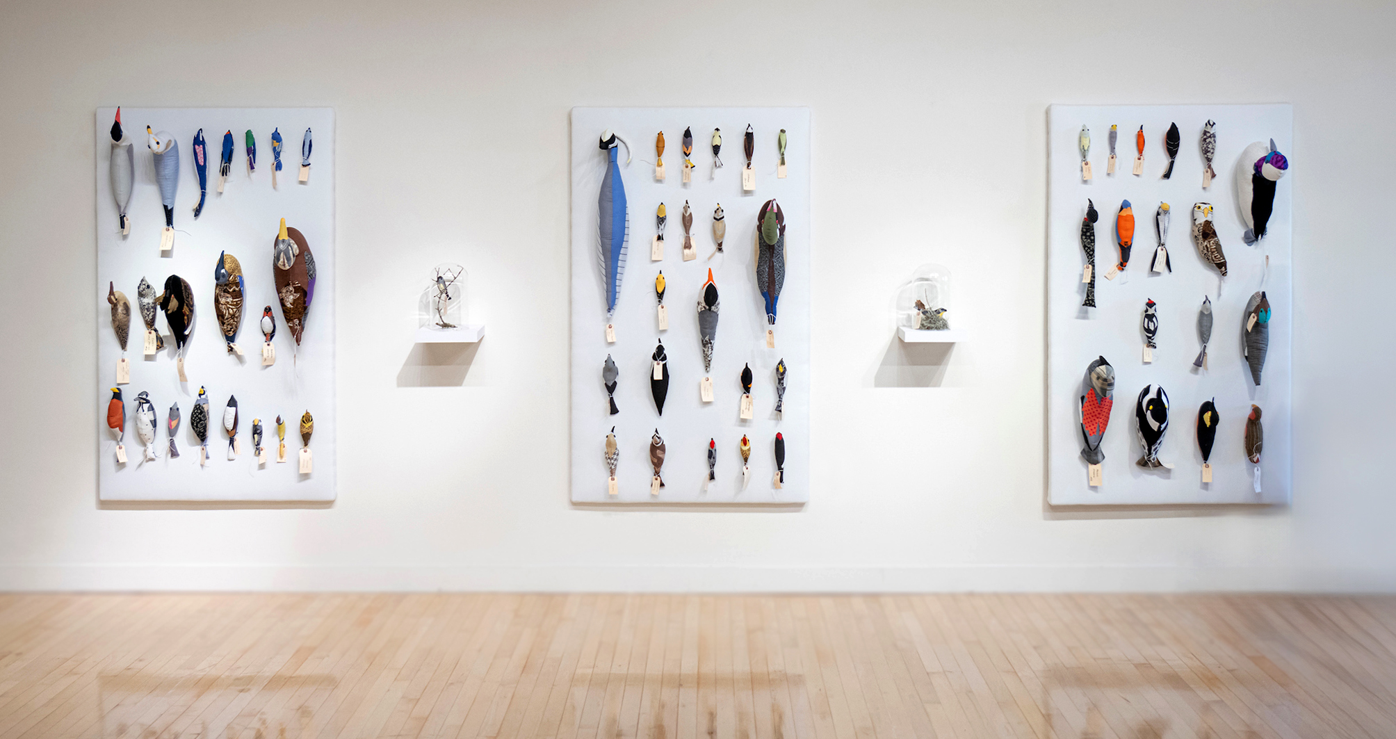 View of a white walled gallery with panels of mounted felted birds in collections