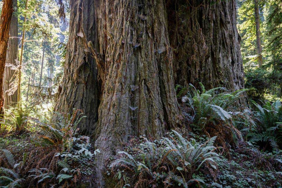Base of two redwood trees