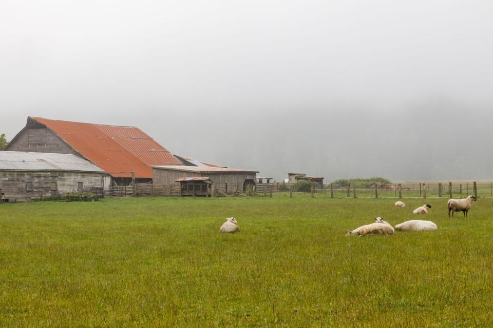 Image of farm with sheep