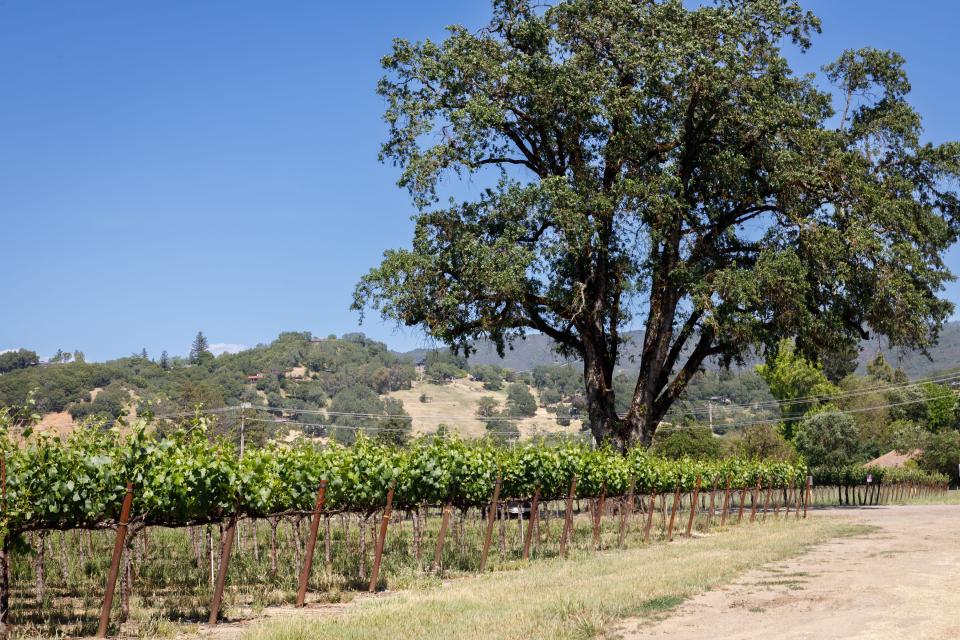 Photo of a vineyard