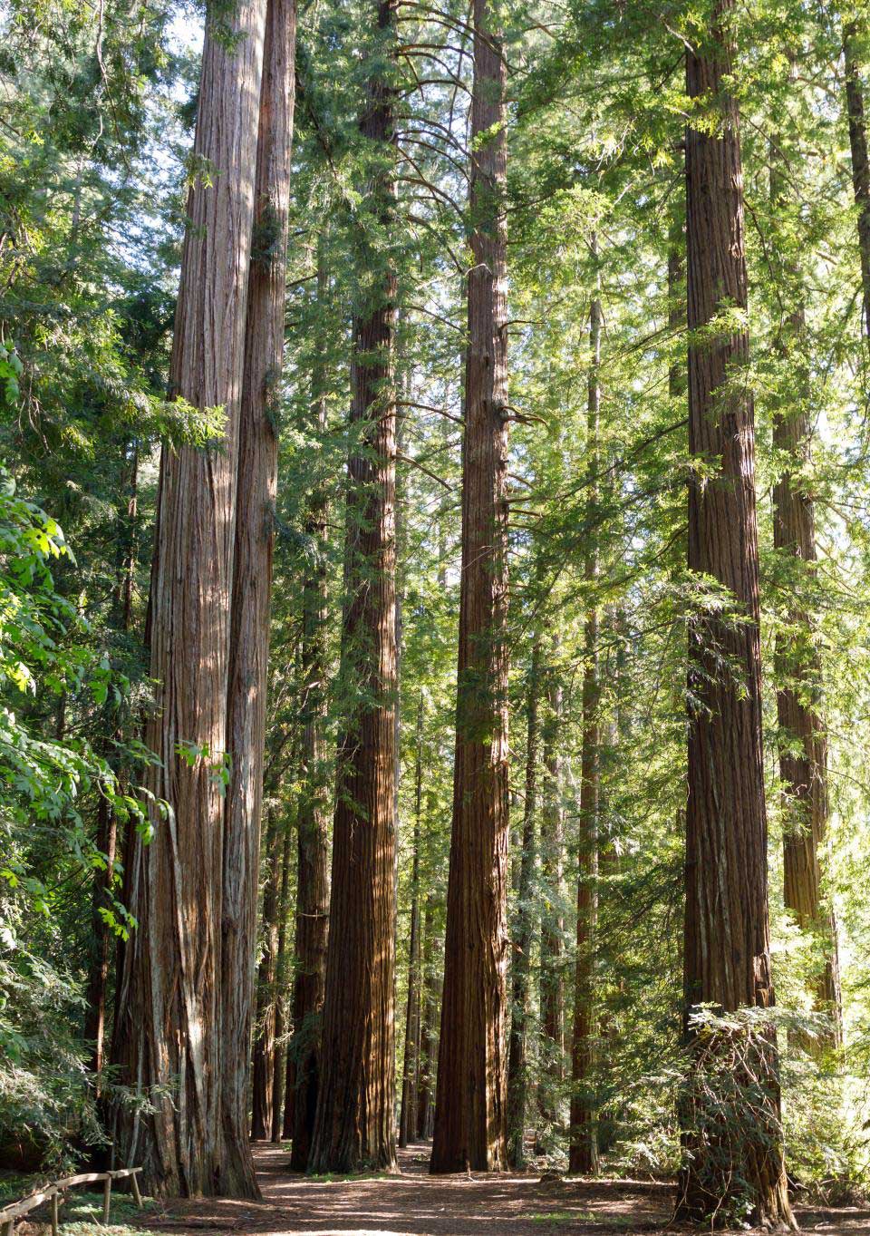 Image of trees