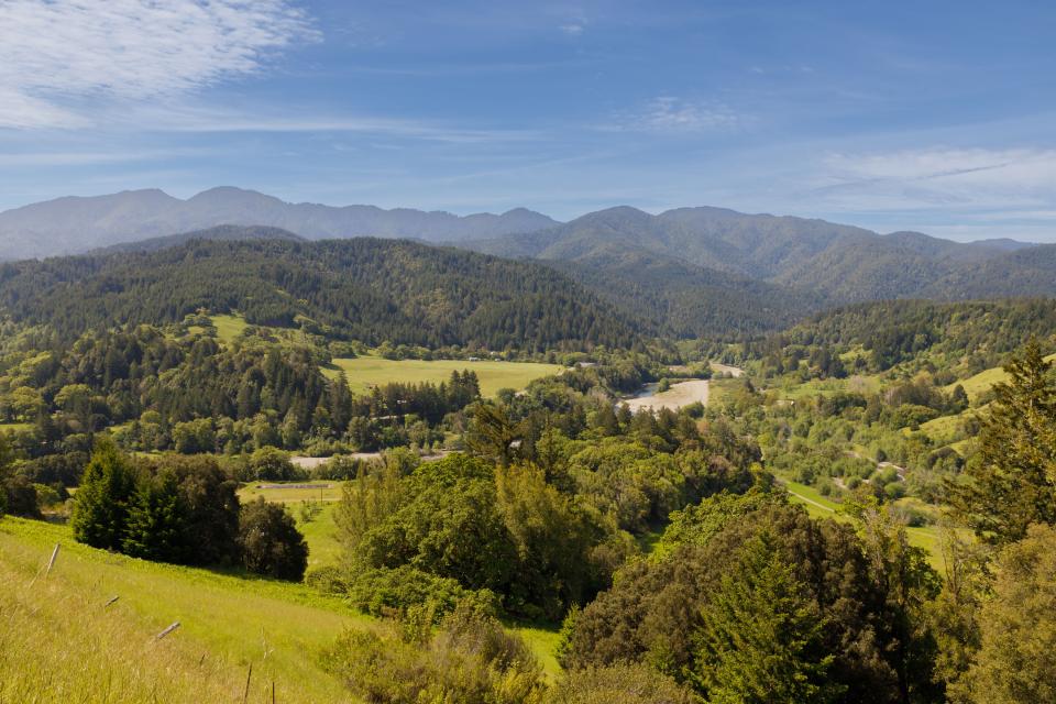 Aerial view of trees and river