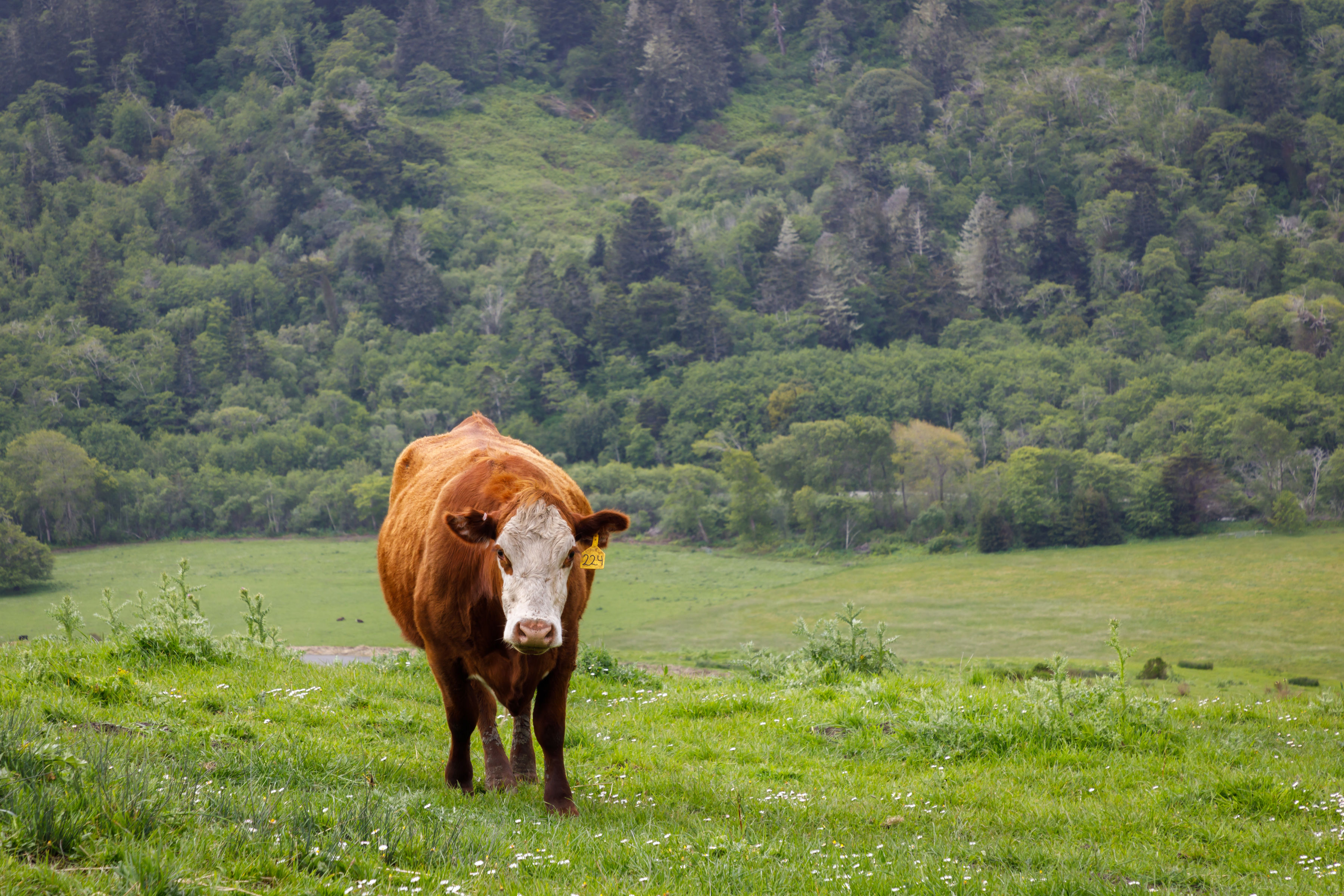 Redwood Region RISE - Hmong Meat Processing Facility
