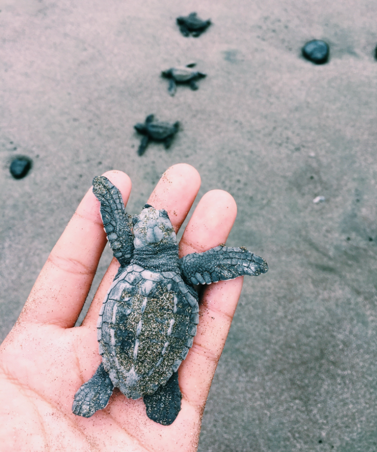 A leatherback sea turtle is held in a person's hand. Three more baby sea turtles traverse the beach in the background.
