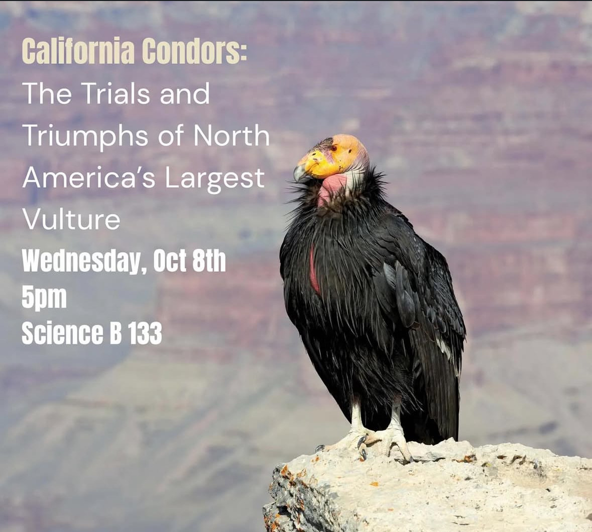 CONDORS