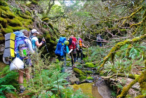 A group of backpackers hiking through dense mossy forest.