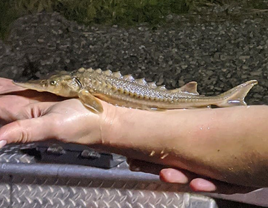 A young sturgeon fish is held for display along the forearm of an adult person.