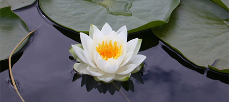 white-lotus-in-pond