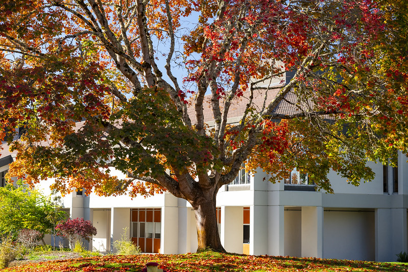 A tree with Fall colors beside the Library. 