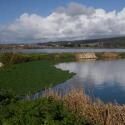 blue sky, green grass on left and water on right with some bushes in the foreground