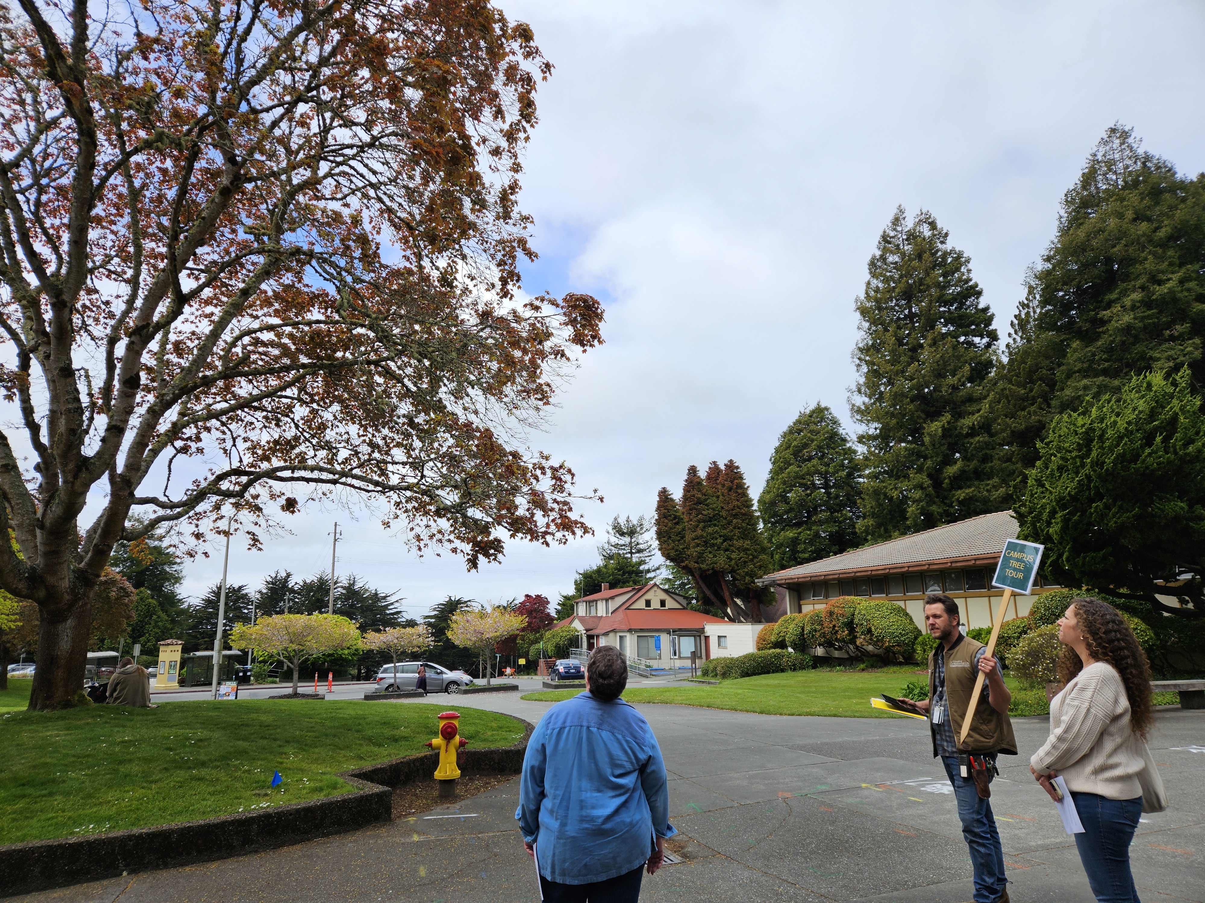 Image from Fall 2024 Tree Walking Tour