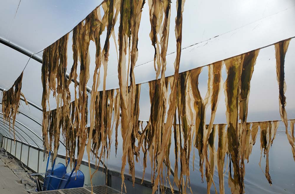 Kelp