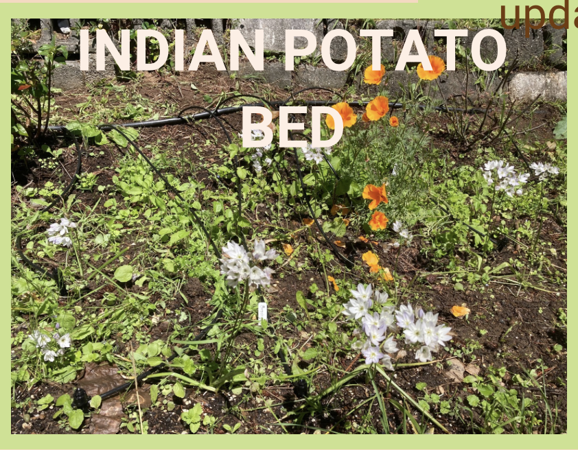 Image of Indian Potatoes growing in planter bed