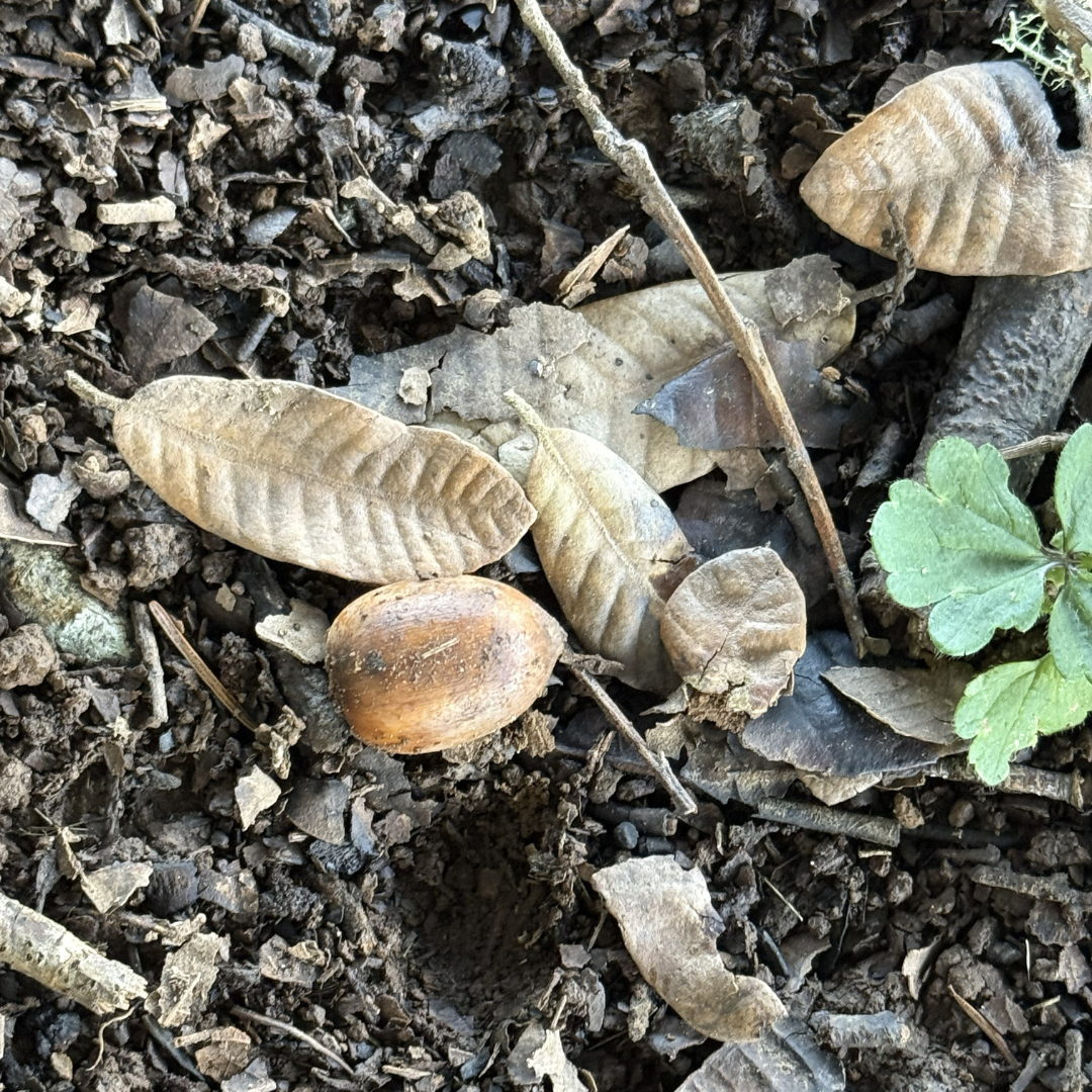 photos of leaves and an acorn taken at Blue Lake Rancheria