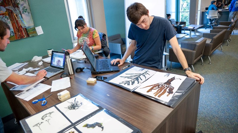 Three students in the library looking over scientific illustrations.