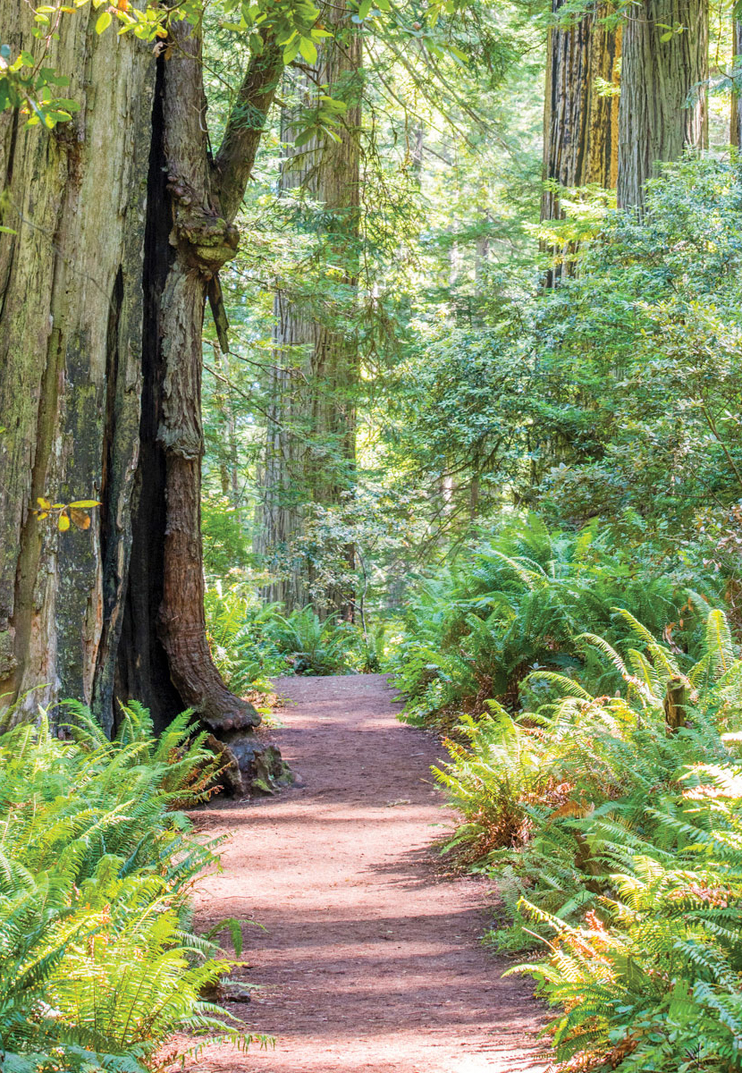 Path through redwood forest