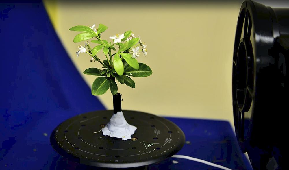 image of plant being photographed for 3D