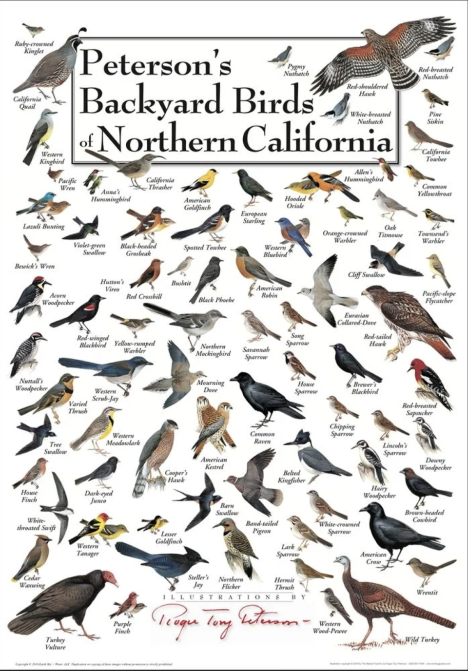 image of Peterson's Backyard Birds of Northern California poster