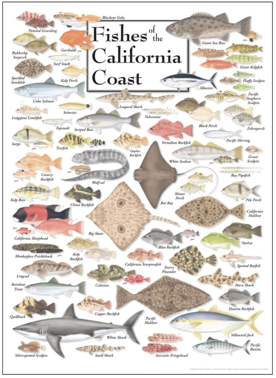 image of Fishes of California Coast poster