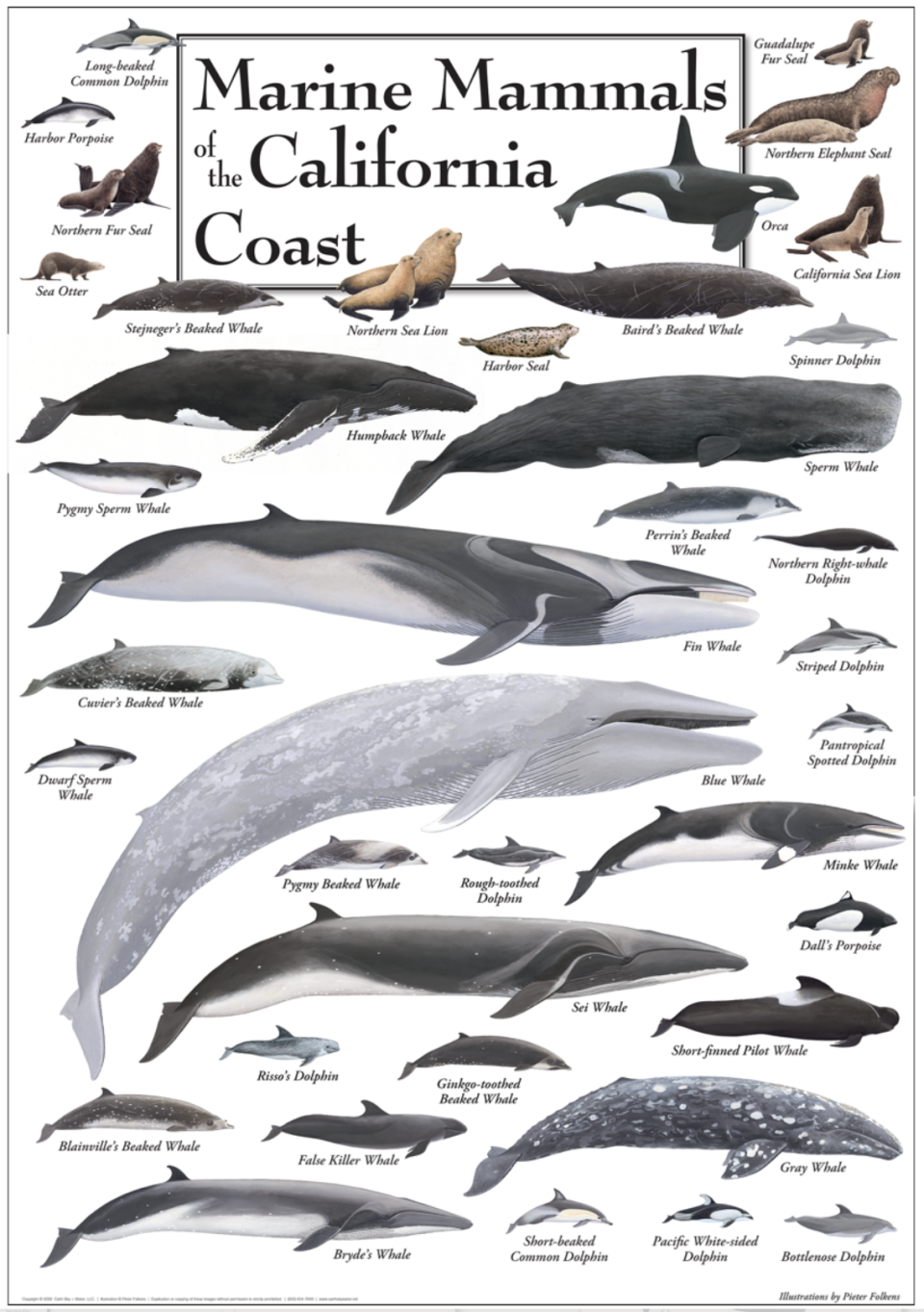 image of Marine Mammals of the California Coast poster
