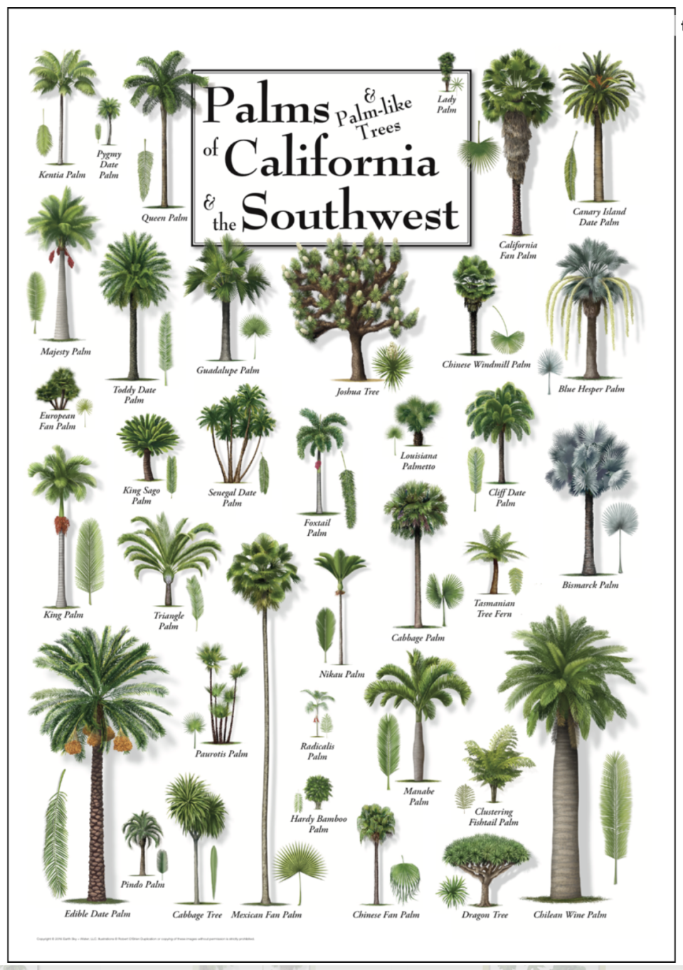 image of Palms & Palm-like trees of California and the Southwest poster