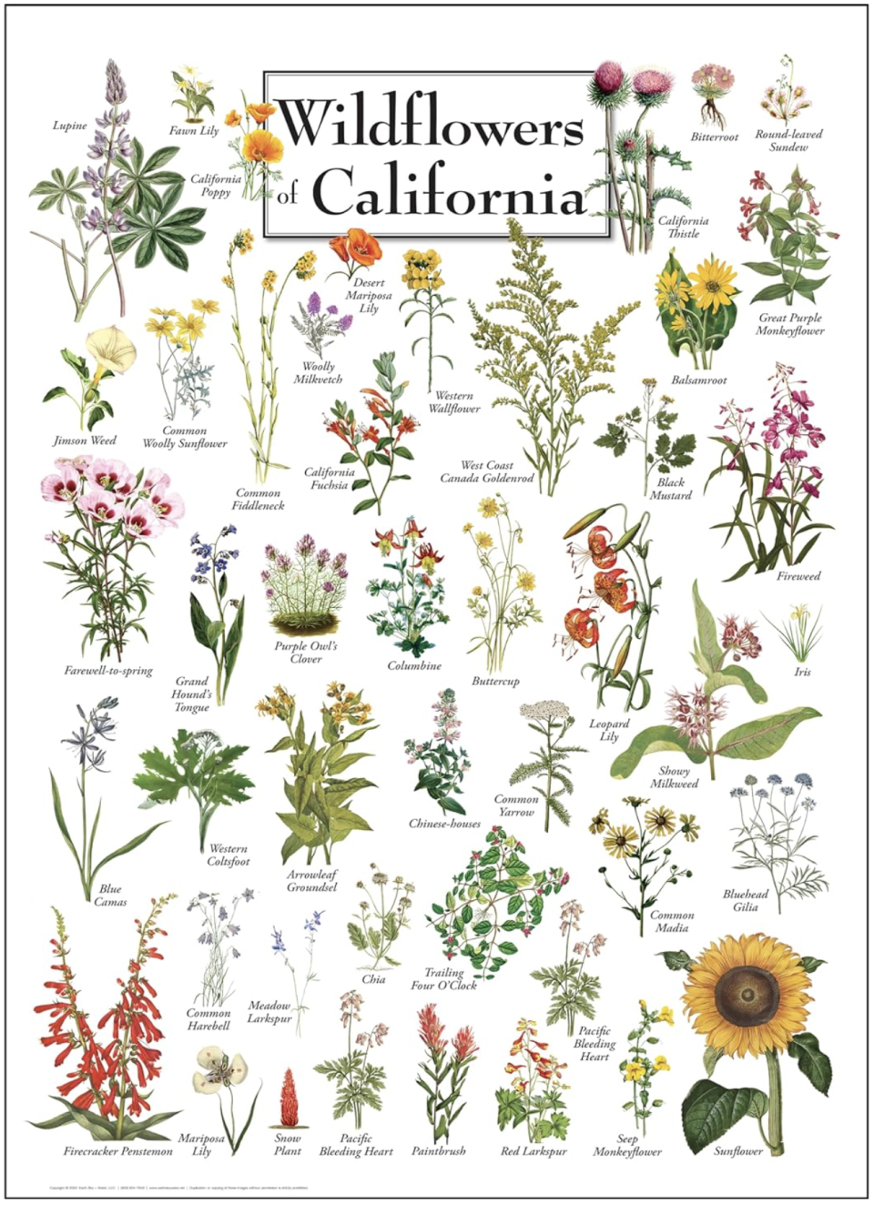 image of Wildflowers of California poster