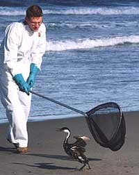 Catching bird on beach