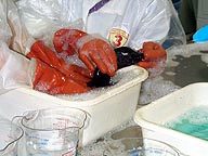 hands washing animal