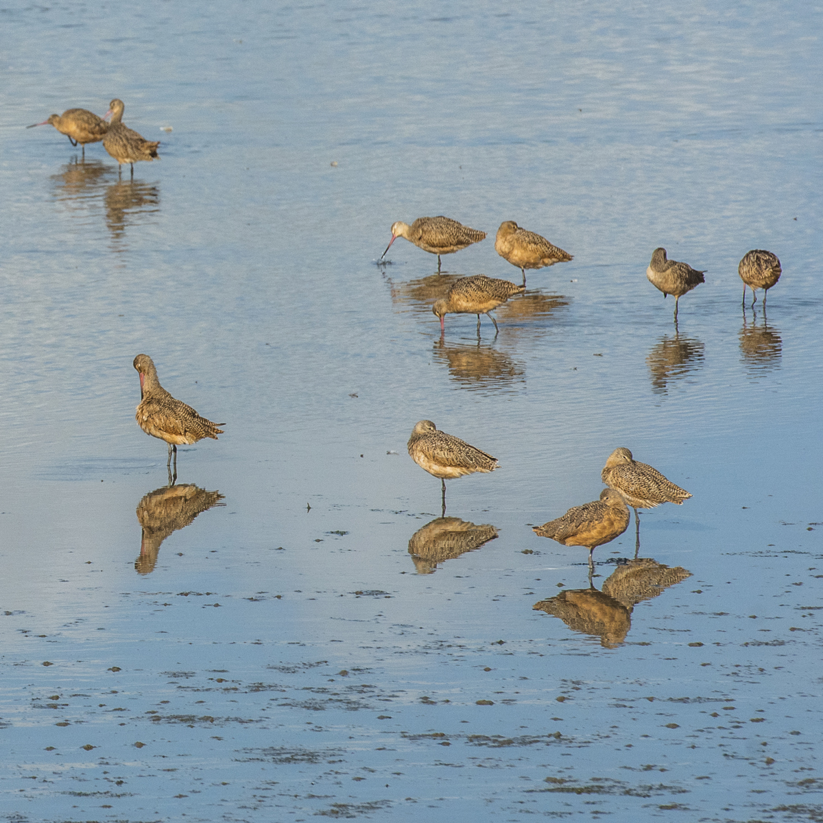 beginning-birding.jpg