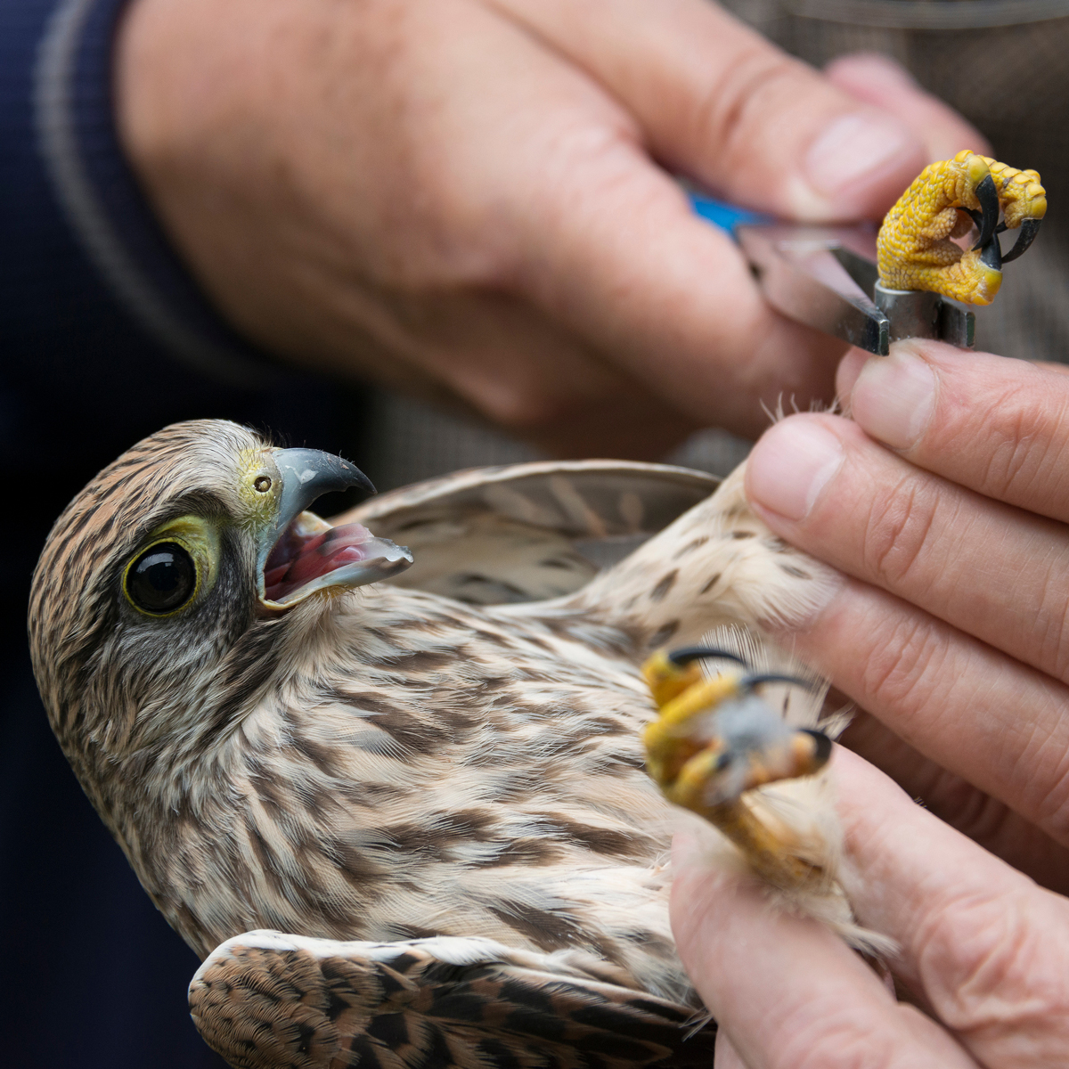 science-birds.jpg
