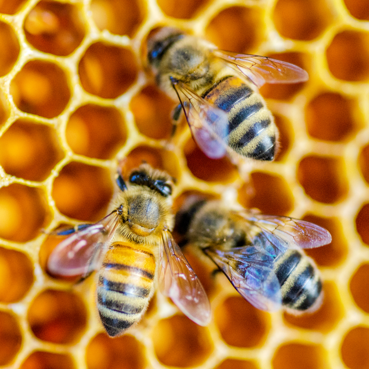honeybees.jpg