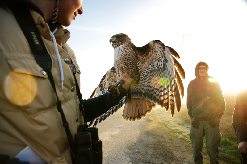 Person holding hawk