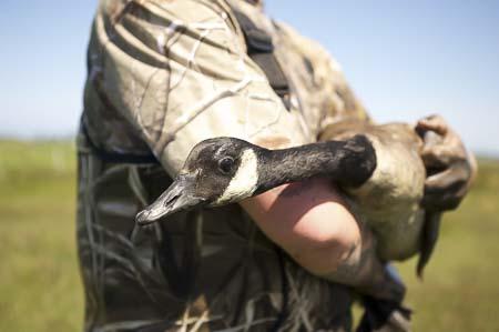 Canadian Goose