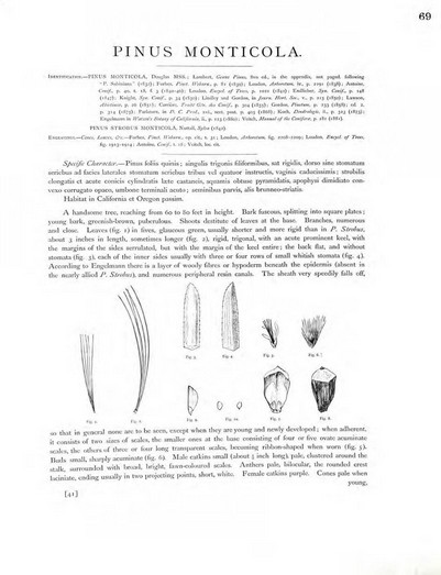 page from pinetum britanicum