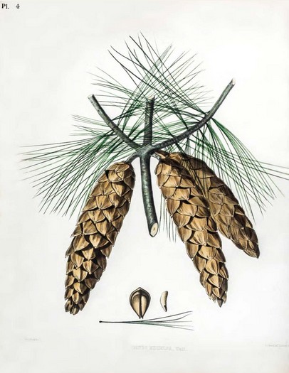 page from pinetum britanicum