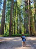 Person standing on a road with very large trees behind them