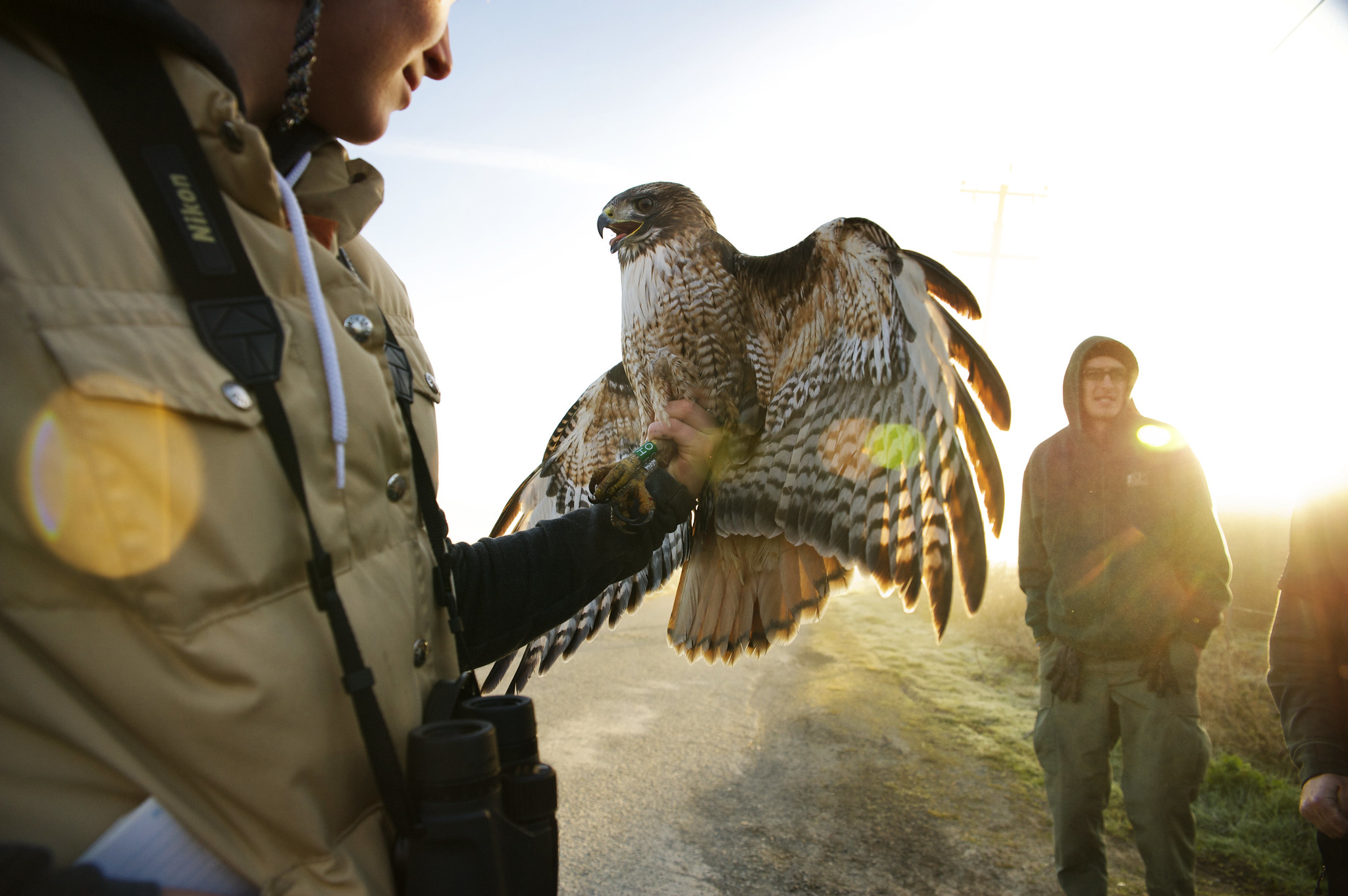 Person holding hawk with wings spread