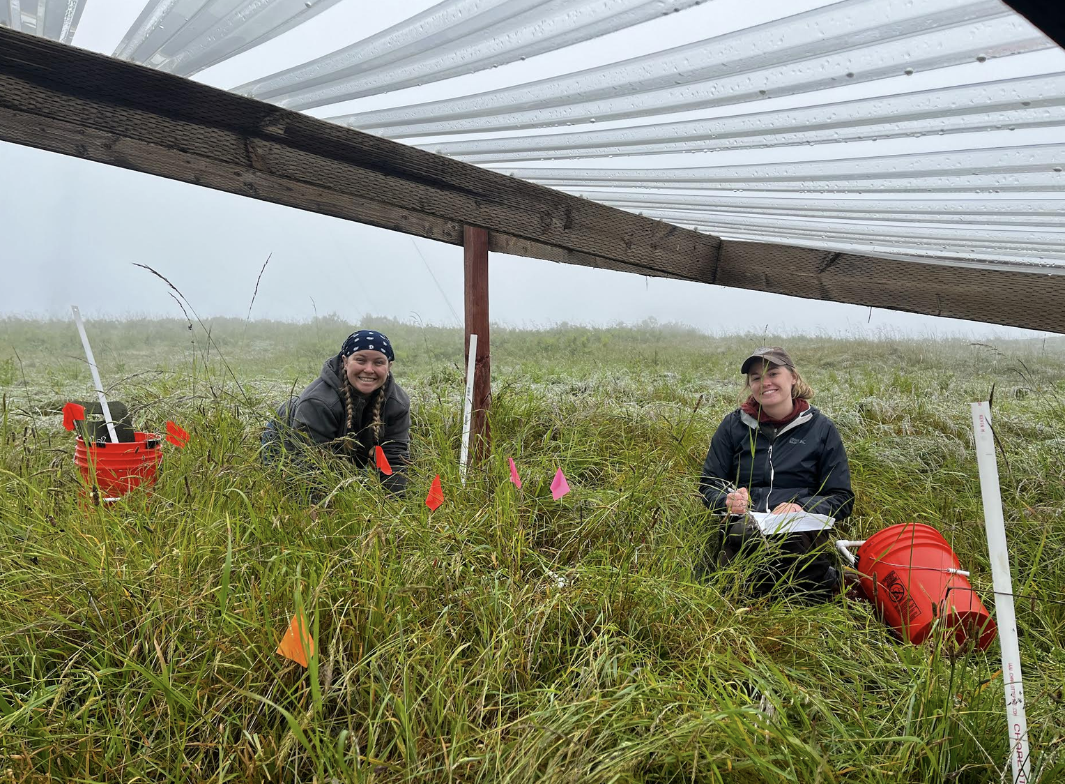 Students collect data on forage on a rainy June day beneath a drought shelter