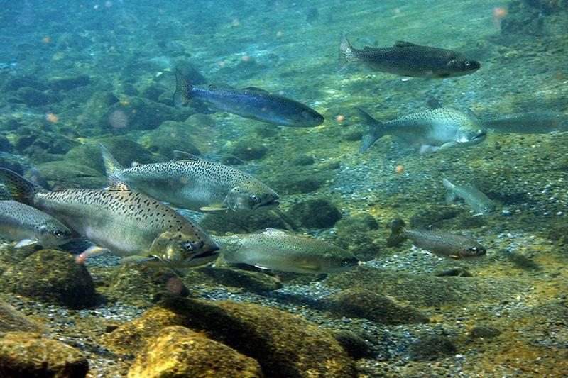 chinook trout upper blue creek