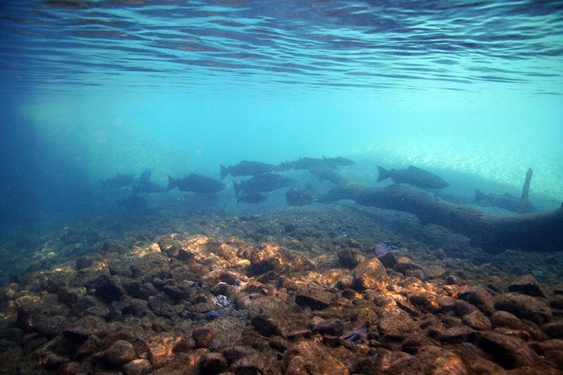cobble fish water surface blue creek