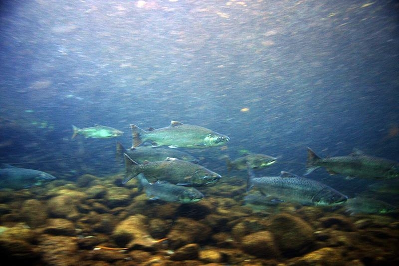coho chinook 2 blue creek