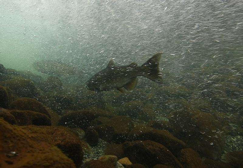 salmon below riffle